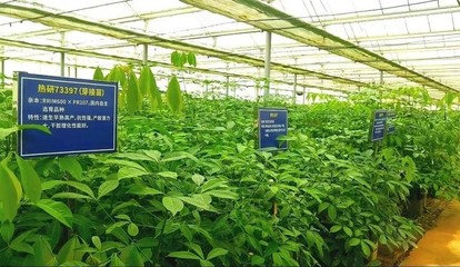 強(qiáng)化為國種膠使命擔(dān)當(dāng)，以新技術(shù)推廣服務(wù)賦能天然橡膠產(chǎn)業(yè)優(yōu)化升級